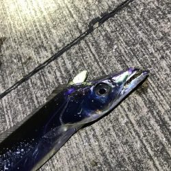 太刀魚を求めて