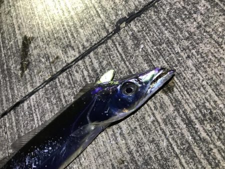 太刀魚を求めて