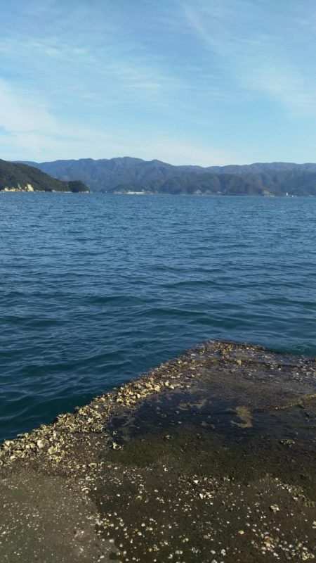 今日も敦賀湾はナブっていました
