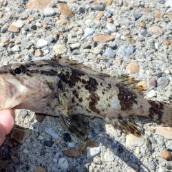 根魚釣り