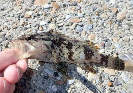 根魚釣り