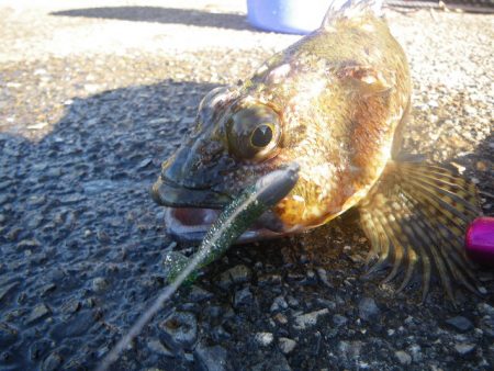 カサゴ釣り