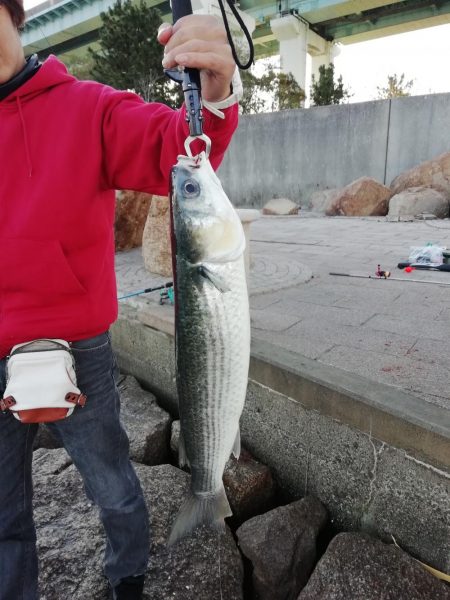 太刀魚～‼️