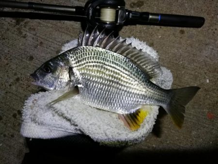 南港カモメ大橋ヘチ釣行 （釣果渋い～ 小キビレ、ガシラ　釣果のみ）