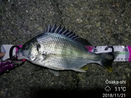 南港カモメ大橋ヘチ釣行 （キビレ33.5cm、ガシラ　コトヒキ　釣果有り）