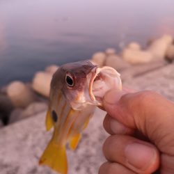 夕方の入れ食いパターン