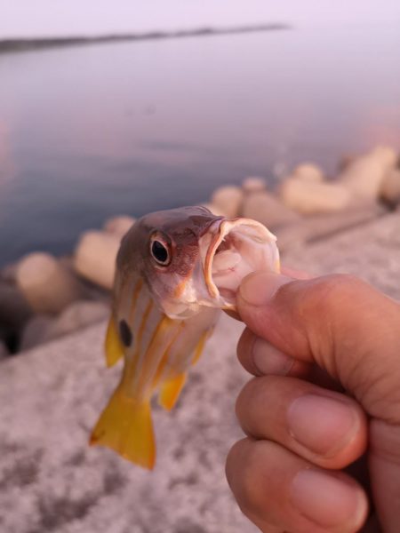 夕方の入れ食いパターン