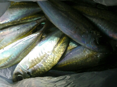 アジングコラボで、長潮でも20匹オーバー釣果。真鯛の子も。