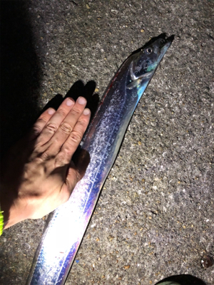 太刀魚釣り