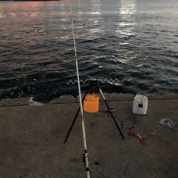 地元でサビキと太刀魚釣り