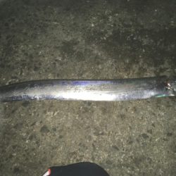 太刀魚釣り好調