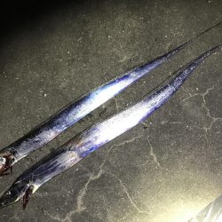 太刀魚を求めて