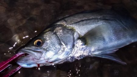 甲子園浜　６５ｃｍ　マルチ