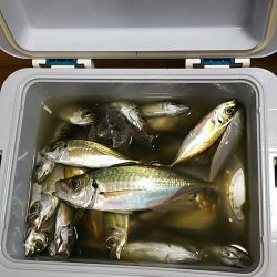 アジ船釣り