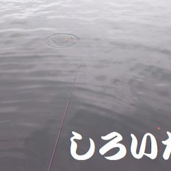 アジを釣りに和歌山遠征！