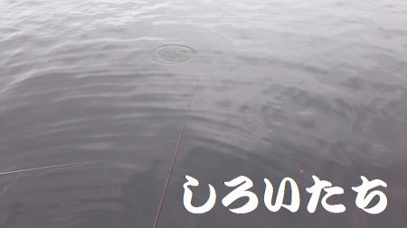 アジを釣りに和歌山遠征！