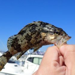 根魚釣り