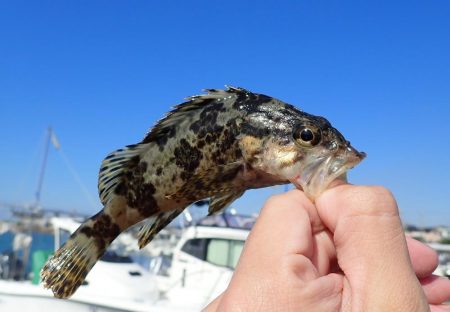 根魚釣り