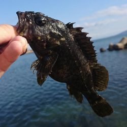 江井ヶ島漁港・根魚