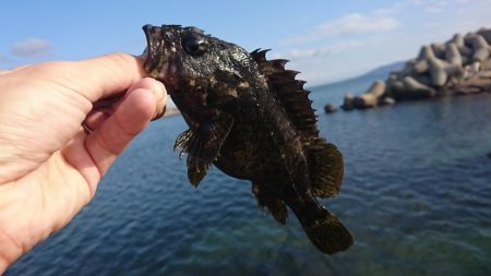 江井ヶ島漁港・根魚