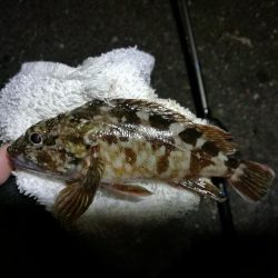 南港カモメ大橋ヘチ釣行 （キビレ36cm、ガシラ、他釣果有り）