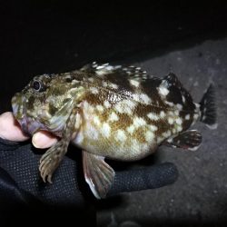 南港フェリーヘチ釣り （小真チヌ, ガシラ 釣果有り）