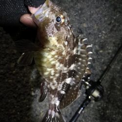 南港カモメ大橋ヘチ釣行 （無念。。チヌ釣果無し、ガシラ21ｃｍ釣果他有り）