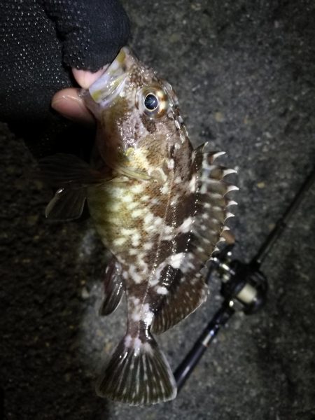 南港カモメ大橋ヘチ釣行 （無念。。チヌ釣果無し、ガシラ21ｃｍ釣果他有り）