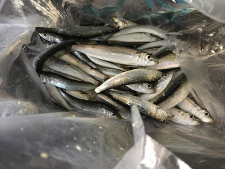 餌なしサビキ釣り 大阪府 深日漁港 サビキ イワシ 陸っぱり 釣り 魚釣り 釣果情報サイト カンパリ