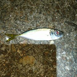 豆アジ釣れてます