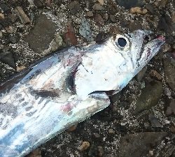 タチウオしか釣れない