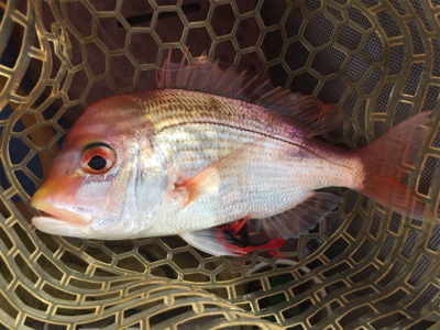 久しぶりの丹後タイラバ釣行