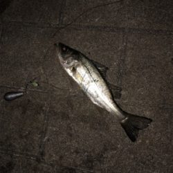 ワインド夜釣り