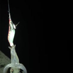 満月のヒイカ釣り…厳しい(＞＜)