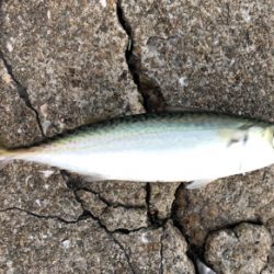 地元でちょこっとサビキと太刀魚釣り