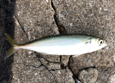 地元でちょこっとサビキと太刀魚釣り