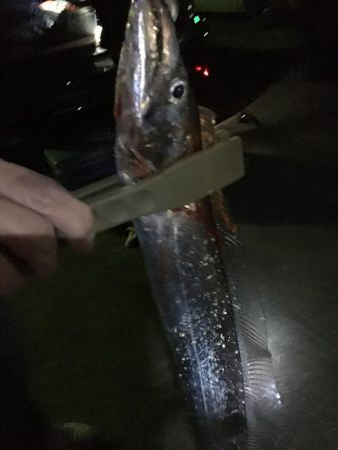 夜釣りで太刀魚ラッシュ！