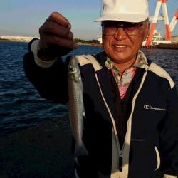 播磨新島でキス狙い