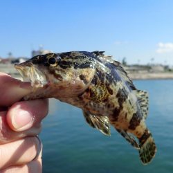 根魚釣り