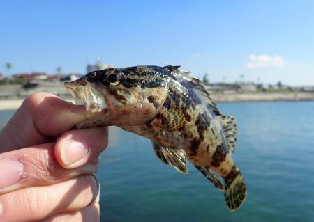 根魚釣り