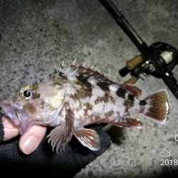 南港フェリーヘチ釣り （キビレ33cm,29cm,27cm ガシラ 釣果有り）