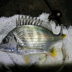 南港カモメ大橋ヘチ釣行 （キビレ36cm、ガシラ、他釣果有り）