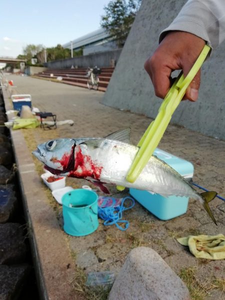 太刀魚～‼️