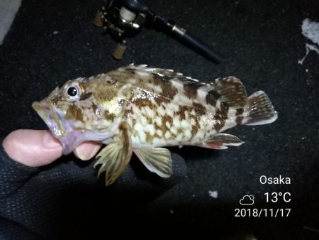 南港カモメ大橋ヘチ釣行 （キビレ42cm、ガシラ　釣果有り）