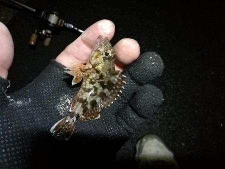 南港カモメ大橋ヘチ釣行 （キビレ37cm、ガシラ　釣果有り）