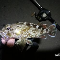 南港カモメ大橋ヘチ釣行 （無念。。チヌ釣果無し、ガシラ21ｃｍ釣果他有り）