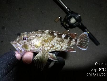 南港カモメ大橋ヘチ釣行 （無念。。チヌ釣果無し、ガシラ21ｃｍ釣果他有り）