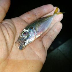 豆アジ釣れてます