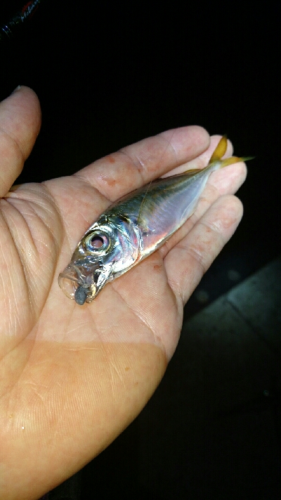 豆アジ釣れてます