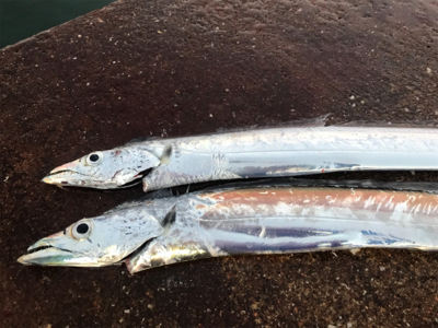 タチウオウキ釣り